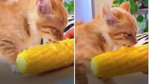 Cat trying to eat a corn for the first time