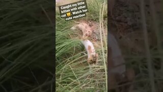 Funny Animal | Caught my Kitten 😺 with a cat 🙀 #cutecat #funnycat #shorts
