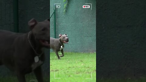 Playful Bull Dog: Ball Fun on our Cattle Channel | Bull Dog | Dogs Are Playing!