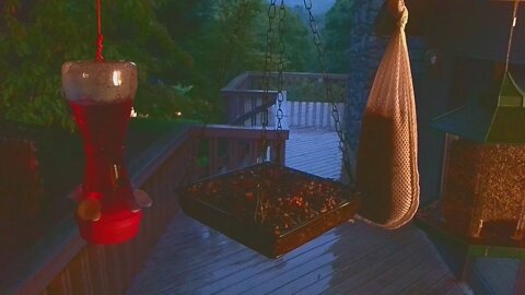 Live Bird Feeder "All night" Asheville NC. In the mountains. Aug. 14 2021