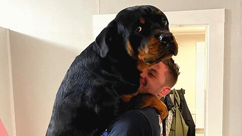 Giant dog just wants to be this guy's baby