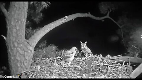 Dad Brings In Another Bird 🦉 4/12/22 06:22