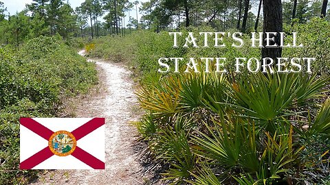 Hiking at Tate's Hell State Park