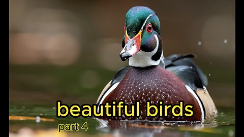 beautiful birds 4k