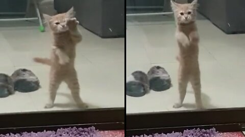 This Wild cat Dance along glass wall Aggressively