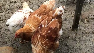 Free range chicks 14 weeks