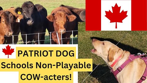 PATRIOT DOG Schools Non-Playable COW-acters!