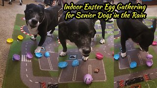 Indoor Easter Egg Gathering for Senior Dogs in the Rain