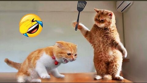 Funniest Animals 2024 🤣 New Funny Cats And Dogs Videos🐱🐶 Part 1