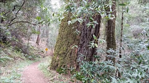 Old 1895 Stevens Canyon Road - Along the Grizzly Flat Trail