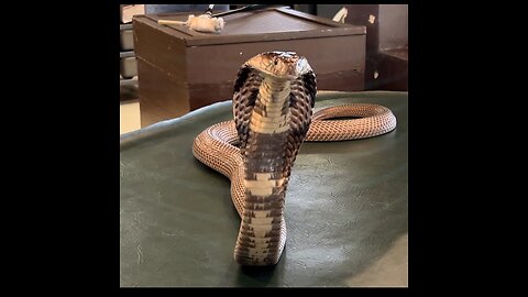 COBRA - Extracting Venom to Make Anti-Venom