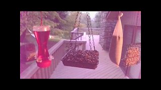 Live Bird Feeder in Asheville North Carolina. Up in the mountains. August 2 2021