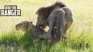 Lions On Honeymoon? | Maasai Mara Safari | Zebra Plains