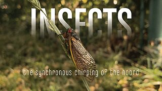 Insect Sounds for Sleep, Relaxing, Focus and Meditation – 2 Hour Loop
