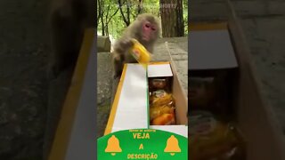 Macaco quer Pãozinho #shorts