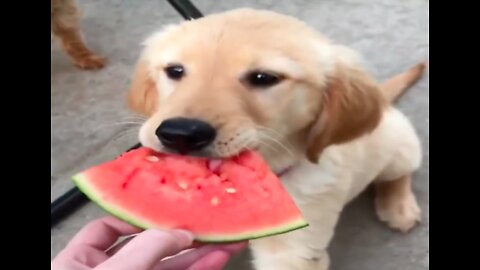 Funny Puppy Videos