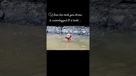 Rhodesian Ridgeback Swims For Sunken Stick