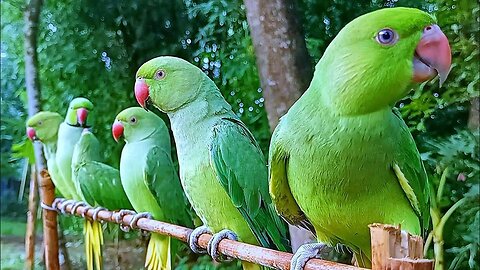 Talking Parrot Natural Sounds/Voices