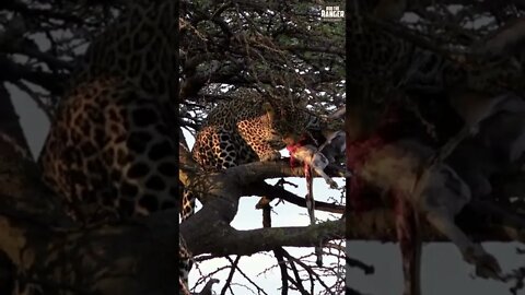 Leopard Feeding On A Gazelle In A Tree | Saturday #shorts