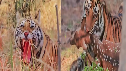 Sundarban