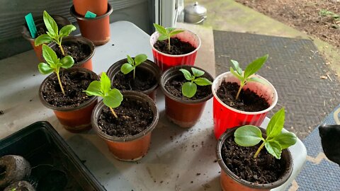 Up Potting your seedlings