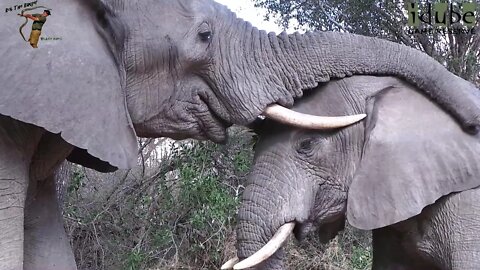Surrounded By Wild Elephants | Awesome African Experience