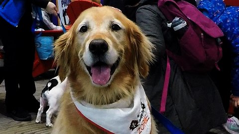 Therapy dogs have a new and wonderful job