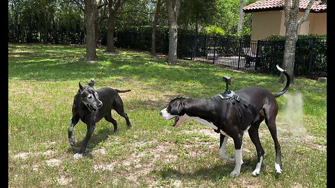 Playful Great Danes Have Fun Air Wrestling With GoPro Selfies