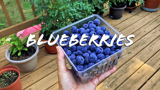 FOODIE || Farm-To-Table: Blueberries (2023)