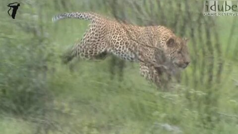 Male Leopard Chases Squirrel, Bird