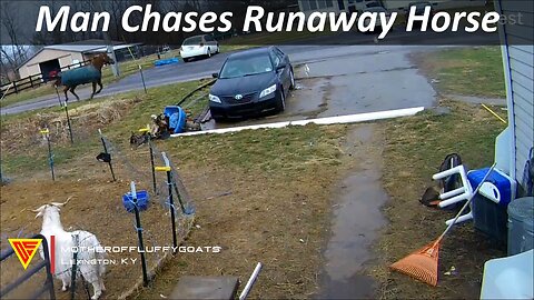 Man Chases Runaway Horse Caught on Nest Camera | Doorbell Camera Video