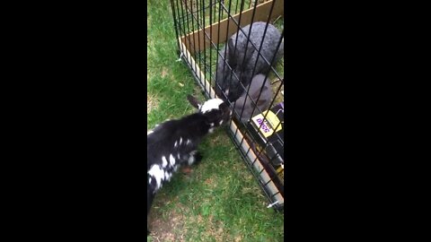 Goat vs. Bunnies