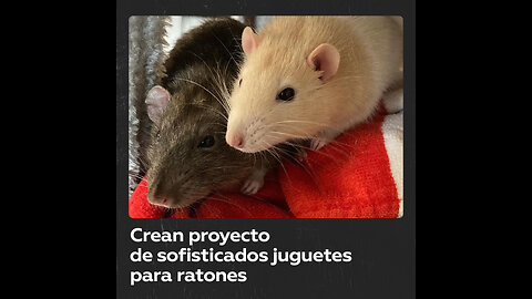 Crean proyecto de sofisticados juguetes para ratones