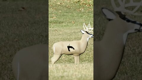 Practice. Practice. Practice. 40 mph cross wind. #whitetaildeer