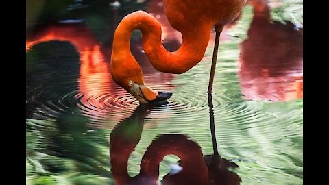 Close up of flamingos drinking water. Flamingos drink water in their enclosure at Hagenbeck zoo