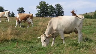 These Cows Come Home in the Evening