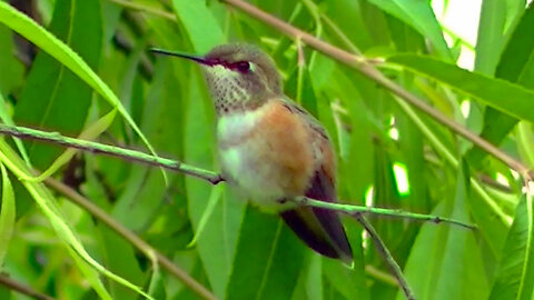 IECV NV #652 - 👀 Broad Tailed Hummingbird On A Branch In The Weeping Willow Tree 6-22-2018