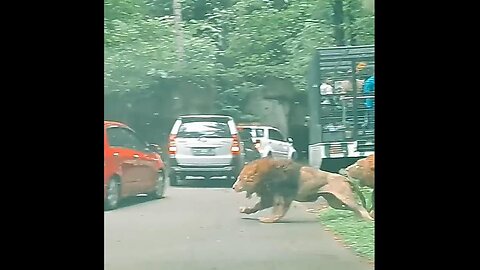 A Massive Male Loin Rammed Into The Car