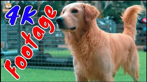 4K Quality Animal Footage - Dogs and Puppies Beautiful Scenes Episode 10 - Viral Dog Puppy