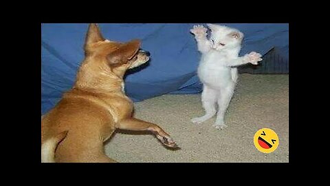 FUNNY DOGS&CATS VIDEO😅😅