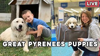 Great Pyrenees Puppy Livestream - And an update on our son Jackson!