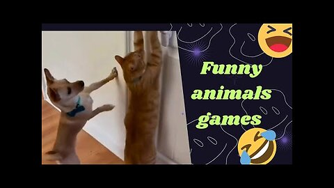 Funny animal Video