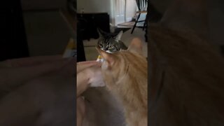 Cats being adorable eating a treat
