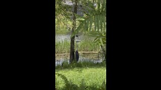 Great Blue Heron Hides In Plain Sight #4K