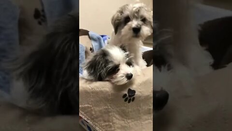 Mini schnauzers go to the vet