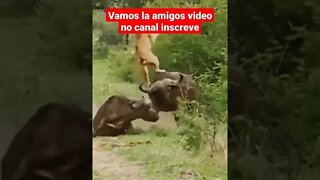 brigada de animais selvagens #shorts #shortvideo