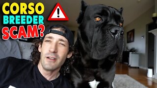 Breeder Scam? You Decide! Cane Corso Breeder Deception?