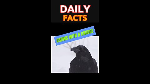 DAILY FACT | Beware... Crows hold GRUDGES!
