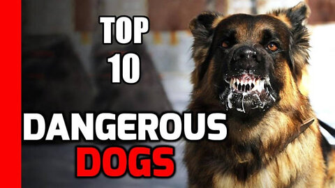 दुनिया के सबसे खतरनाक कुत्ते | Top 10 dangerous dog breeds in the world 2022 [Hindi]
