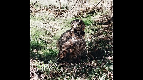 Feeding an Injured Great Horned Owl